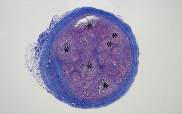 Photo Credit: Wyss Institute