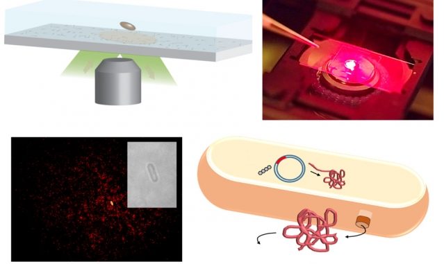 MIT-Protein-Detection_0