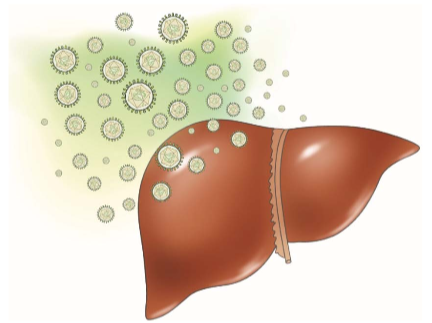 hepLiver