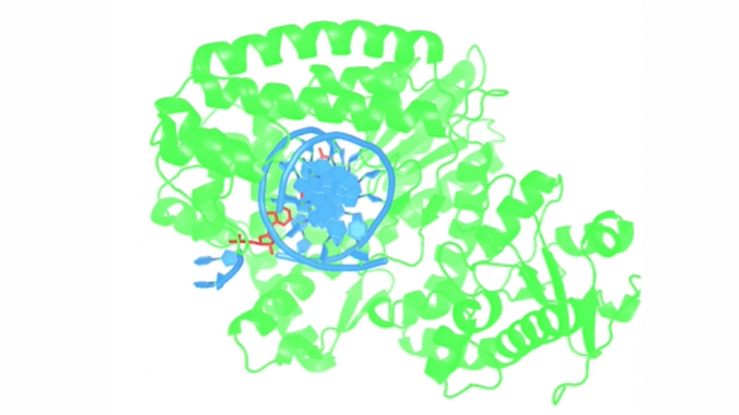 Polymerase Thumbnail