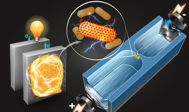 MIT-Electric-Bacteria_0