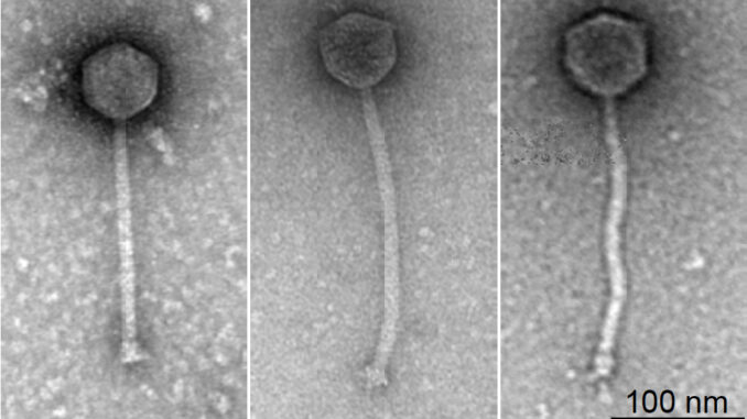 phages